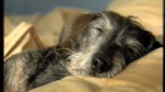 poster-10446-virgin-radio-sausage-dog-236x132