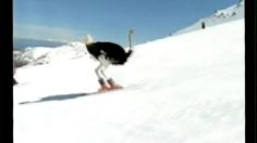 poster-10717-japan-snow-project-jr-ski-ski-hero-236x132