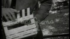poster-11065-pepe-jeans-jason-priestley-236x132