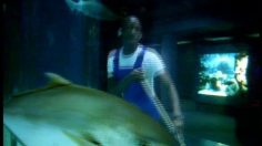 poster-11161-pages-jaunes-requin-236x132