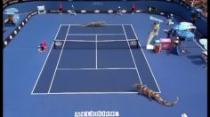 poster-11702-optus-croc-tennis-236x132