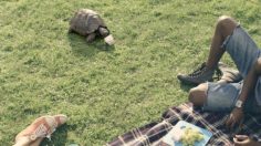 poster-11847-collective-du-lait-tortue-236x132