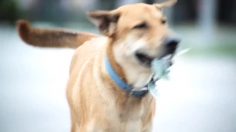 poster-11876-protection-animaux-duke-the-dog-236x132
