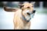 poster-11876-protection-animaux-duke-the-dog-68x45