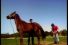 poster-11909-fox-sports-horse-68x45
