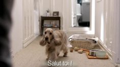 poster-12078-netcom-dog-236x132