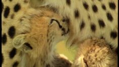 poster-12329-lmn-lemon-cheetah-236x132