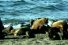 poster-12368-protection-animaux-pandarescue-org-whales-68x45