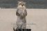 poster-12423-miller-lite-otter-68x45