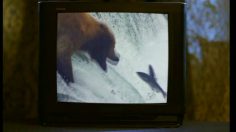 poster-12529-vici-crab-sticks-laughing-bear-236x132