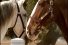 poster-12543-budweiser-daisy-and-romeo-68x45