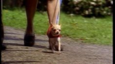 poster-1273-nog-dogs-236x132