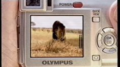 poster-1283-olympus-lion-236x132