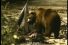 poster-12958-smirnoff-ice-bear-68x45