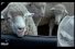 poster-13147-centraal-beheer-achema-sheep-68x45