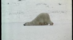 poster-1332-leoncio-bear-236x132