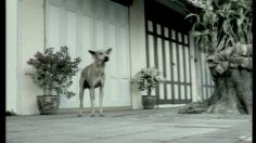 poster-13351-proprete-de-bangkok-dog-236x132
