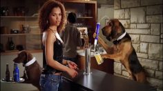 poster-13921-bud-light-dog-sitter-236x132