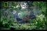 poster-13993-sky-documentary-channel-gorillas-68x45
