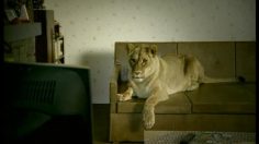poster-14364-sky-discovery-channel-les-lions-236x132