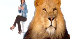 poster-14849-le-lion-dans-la-pub-2010-11-14-236x132