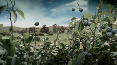 poster-15227-ribena-migration-236x132
