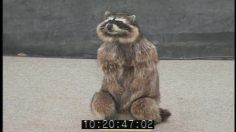 poster-15350-miller-lite-racoon-236x132