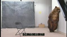 poster-15352-miller-lite-bear-236x132