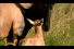 poster-15668-millennium-cash-machines-cheetah-68x45