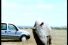 poster-157-renault-kangoo-rhino-68x45