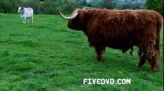 poster-16112-fivedvd-com-the-farm-sponsorship-236x132