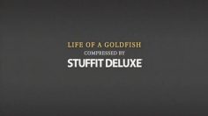 poster-16465-stuffit-deluxe-stuffit-com-goldfish-236x132