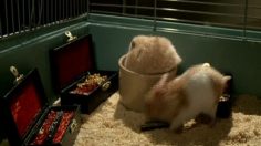 poster-16797-drench-eau-minerale-the-clever-hamsters-236x132