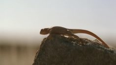 poster-17250-up-go-couches-desert-236x132