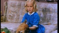 poster-17916-3-supernanny-dog-236x132