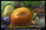 poster-18738-oasis-les-fruits-qui-chantent-68x45