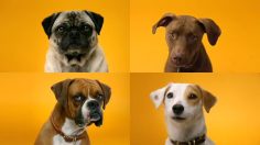 poster-19924-pedigree-dentastix-doggie-dentures-236x132