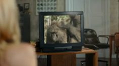 poster-20141-axe-shampoing-chimps-236x132
