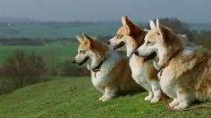 poster-21168-freeview-hd-corgi-236x132