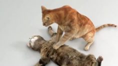 poster-21490-cat-s-pride-fresh-light-pass-out-cat-236x132