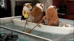 poster-21571-geico-guinea-pigs-row-tiny-boat-236x132