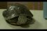 poster-21815-jolly-rancher-crunch-n-chew-the-turtle-68x45