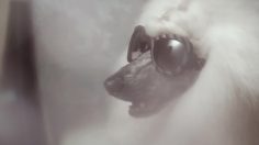 poster-22333-diesel-spring-summer-2012-eyewear-collection-doggy-style-236x132