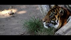 poster-22416-malibu-international-film-festival-endangered-species-236x132