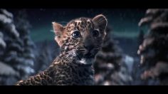 poster-22577-cartier-winter-tale-2012-236x132