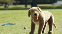 poster-23212-samsung-premium-monitor-series-9-buddy-the-dog-236x132