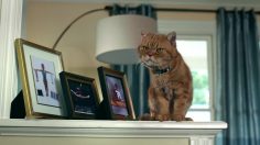 poster-23449-nike-free-cat-flap-236x132