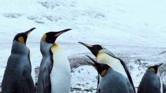 poster-23749-jose-cuervo-penguins-go-clubbing-236x132