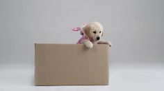 poster-24276-anti-exclusion-appel-aux-dons-puppies-for-everyone-236x132