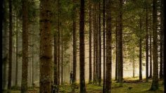 poster-2465-posten-deforestation-amoureuse-236x132